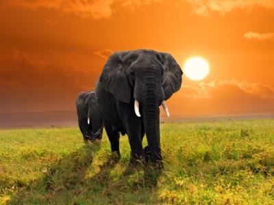 Western Cape, Garden Route & Eastern Cape Safari - South Africa